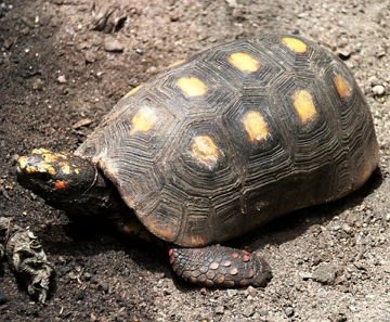 Jabuti-piranga Foto de um Jabuti-piranga na terra