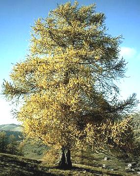 Foto de uma árvore chamada lariço-europeu