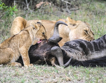 Leões se alimentando Leões comendo a carne de um Gnu após a caça