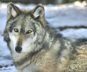 Foto da cabeça de um lobo-cinzento