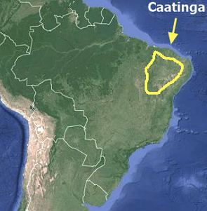 Mapa do Brasil mostrando a localização da caatinga no Nordeste