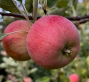 Foto de duas maçãs da variedade melrose