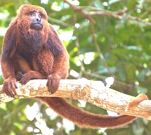 Foto de um macaco bugio pequeno de cor avermelhada