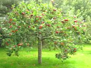 Foto de uma macieira carregada de maçãs