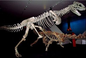 Foto de esqueleto de um Majungassauro