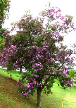 Foto de uma árvore manacá-da-serra florida