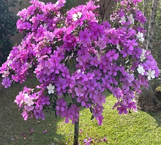 Manacá-da-Serra Foto da árvore manacá-da-serra florida com flores roxas e brancas