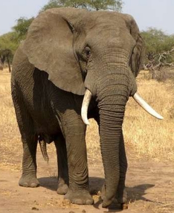 Cabeça de elefante Cabeça de um elefante com as presas de marfim