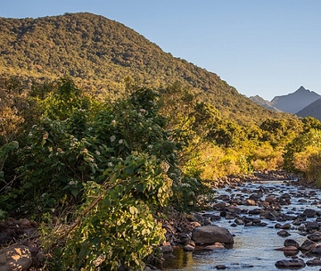 Mata Atlântica Mata Atlântica na região Sudeste do Brasil