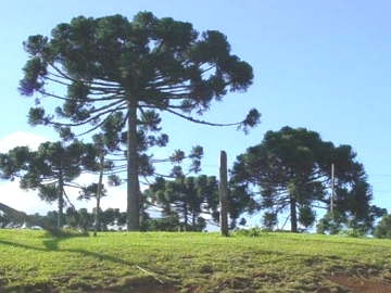 Arauc&aacute;rias da regi&atilde;o sul do Brasil
