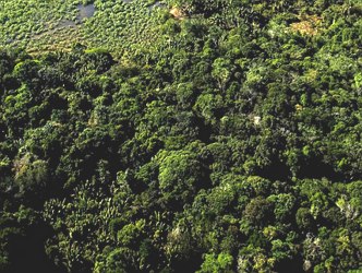 Foto aérea de uma parte do território da Bahia coberto pela Mata Atlântica
