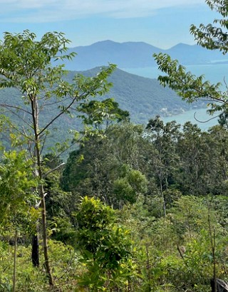 Mata Atlântica Foto mostrando a vegetação da Mata Atlântica