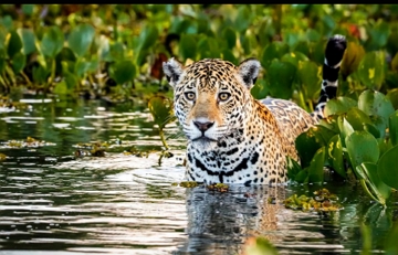 Foto de uma on&ccedil;a-pintada dentro de um rio no Pantanal