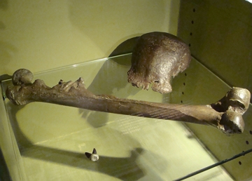 Ossos do Homo Erectus Erectus Ossos do Homo Erectus Erectus