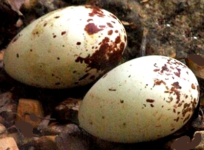 Foto de dois ovos de urubu