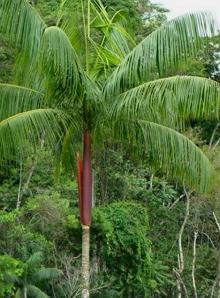 Palmito Juçara, palmeira