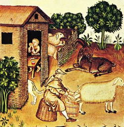 Pecuária, criação de animais, no feudalismo