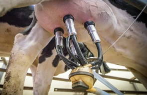 Ordenha mecânica em vaca leiteira