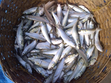 Peixes Peixes dentro de um cesto