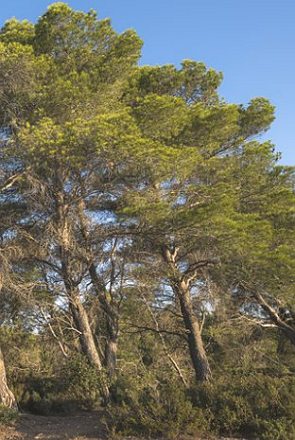 Foto da árvore pinheiro-de-alepo