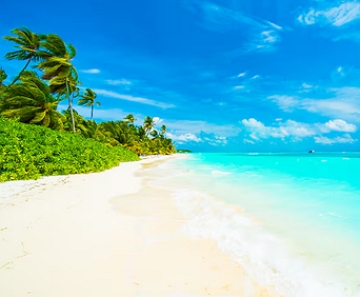Foto representando o clima tropical com palmeiras e uma praia num dia de c&eacute;u azul e sol.