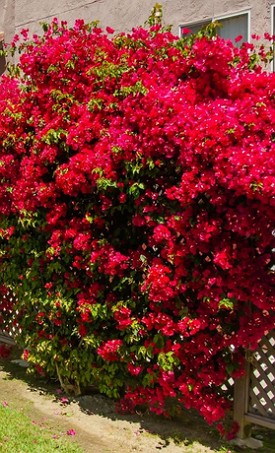Planta Primavera Foto de um arbusto de primavera de cor vermelha