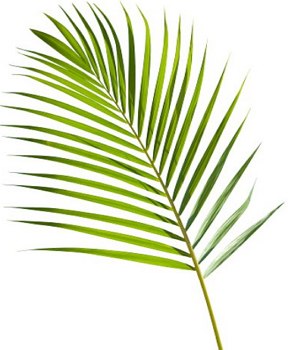 Imagem de um ramo de palmeira na cor verde com folhas finas e compridas