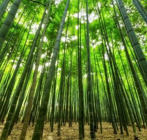 Reflorestamento com bambu