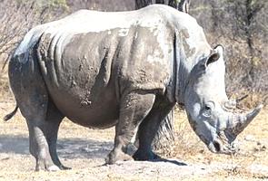 Foto de um rinoceronte-branco