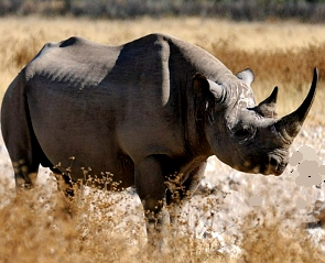 Foto de um Rinoceronte-Negro