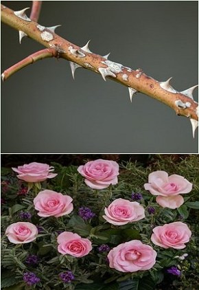 Foto de um galho de roseira com espinhos e abaixo uma roseira de flores rosas