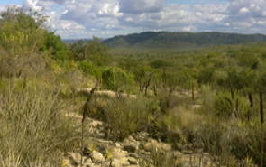 Savana Estépica Arborizada, tipo de floresta da Caatinga