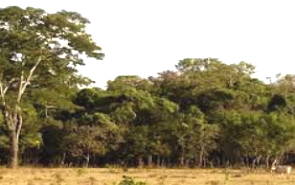 Vegetação da savana florestada do pantanal