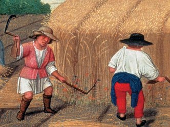 Pintura medieval mostrando servos colhendo trigo na Europa Medieval