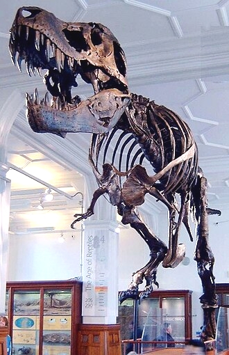 Esqueleto de um Tiranossauro Rex