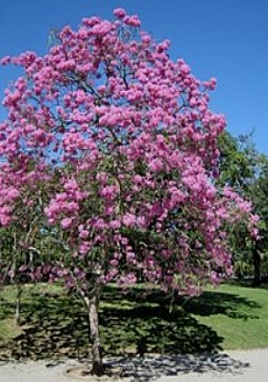 Árvore grande com flores de cor rosa num dia de ceu azul