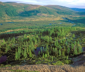 Taiga europeia Imagem de uma floresta de coníferas da Europa