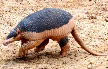 Tatu-Canastra Foto de um tatu-canastra caminhando
