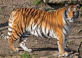 Foto de um tigre-siberiano adulto