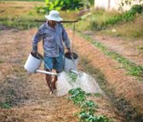 Trabalhador rural regando a plantação
