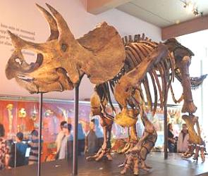 Esqueleto de um triceratops num museu dos EUA