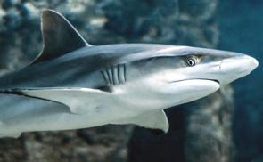 Foto de um tubarão