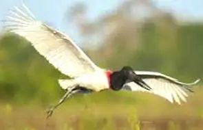 Pássaro tuiuiú voando no Pantanal