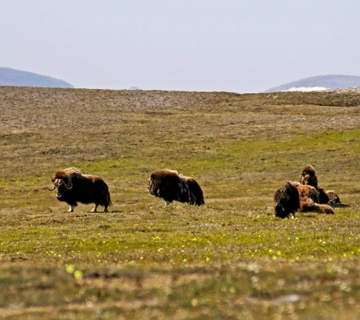 Paisagem de vegeta&ccedil;&atilde;o tundra do Canad&aacute;
