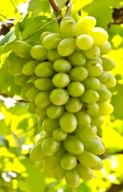 Caixo de uva itália verde