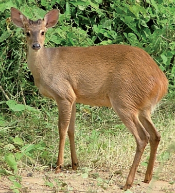 Foto de um veado-catingueiro