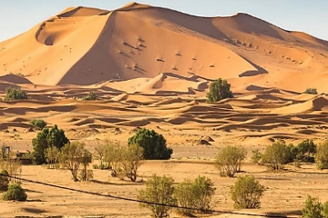 Vegetação desértica Paisagem de deserto com poucas plantas baixas e com poucas folhas
