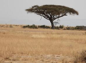 Paisagem com vegetação de savana