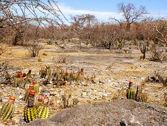 Vegetação da Caatinga Foto de uma região da Caatinga com algumas espécies vegetais