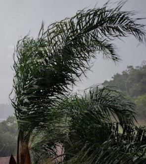 Folhas de uma palmeira inclinada durante uma tempestade